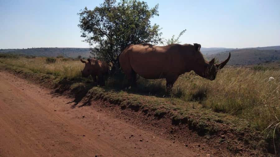 From Johannesburg: Rhino & Lion Safari and Wonder Cave Tour - Key points to know before booking