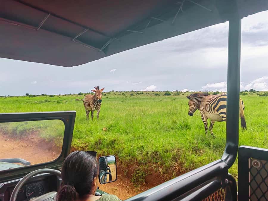 From Johannesburg: Rhino & Lion Safari and Wonder Cave Tour - Why this Johannesburg day trip works