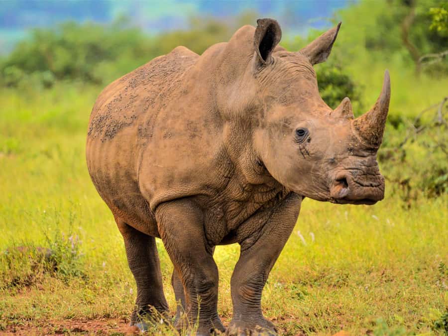 From Johannesburg: Rhino & Lion Safari and Wonder Cave Tour - A safari close to Johannesburg