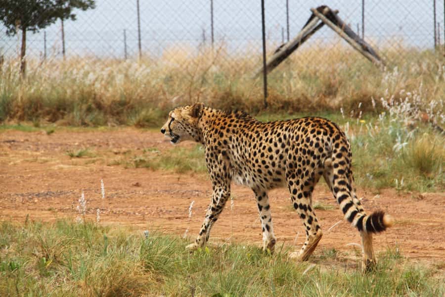 From Johannesburg: Rhino & Lion Safari and Wonder Cave Tour - Starting underground at Wonder Cave