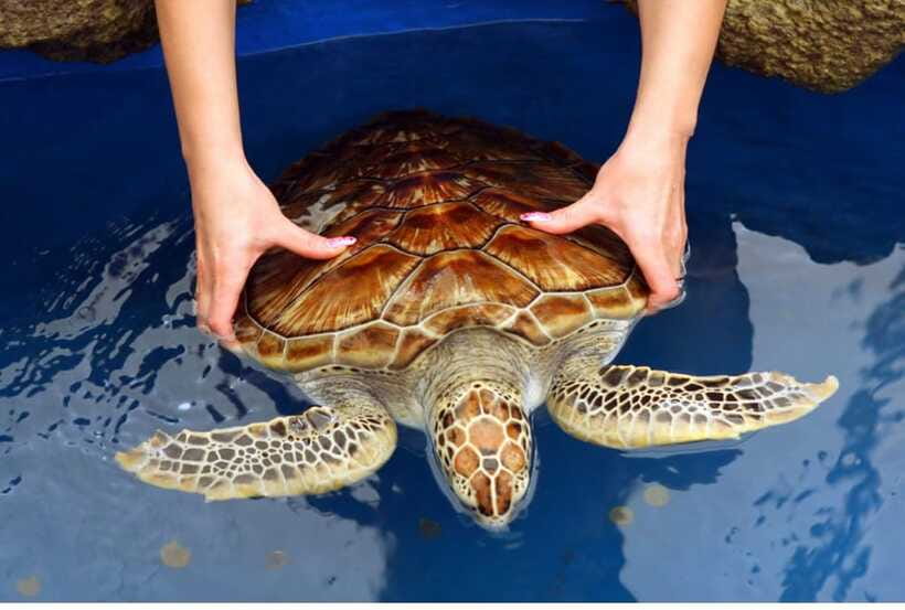 From Kalutara: Exclusive Madu River Safari & Turtle Hatchery - My Verdict on the Madu Ganga and Kosgoda Combination