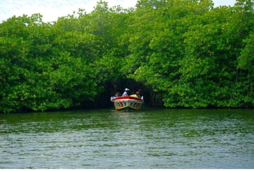 From Kalutara: Exclusive Madu River Safari & Turtle Hatchery - Birds, Fishermen, and the Right Expectations
