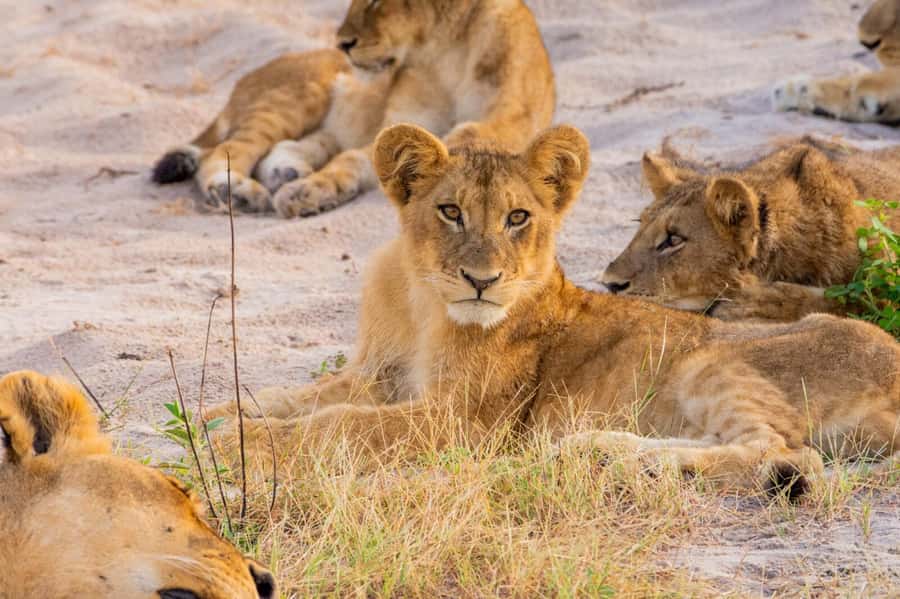From Kasane: Chobe National Park Full Day Wildlife Safari - Why the river and road combination works