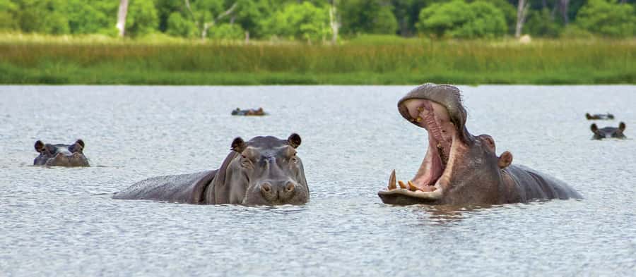 From Kasane: Chobe National Park Full Day Wildlife Safari - The three-and-a-half-hour Chobe River cruise