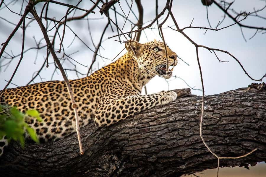 From Kasane: Chobe National Park Full Day Wildlife Safari - Lunch at the lodge, with one detail to verify