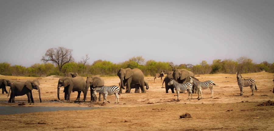 From Kasane: Chobe National Park Full Day Wildlife Safari - Starting in Kasane and crossing the regional map