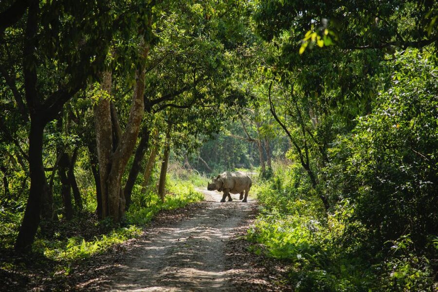 From Kathmandu/Pokhara: Private 3-Day Chitwan Safari Tour - Day 2: Jeep tracks, rhinos, and the Rapti River