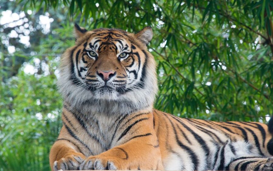 From Kathmandu/Pokhara: Private 3-Day Chitwan Safari Tour - Small details that can improve your time in Chitwan