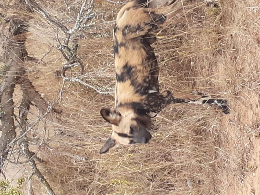 From Malelane: Kruger National Park Full-Day Safari - A pre-dawn start from Malelane