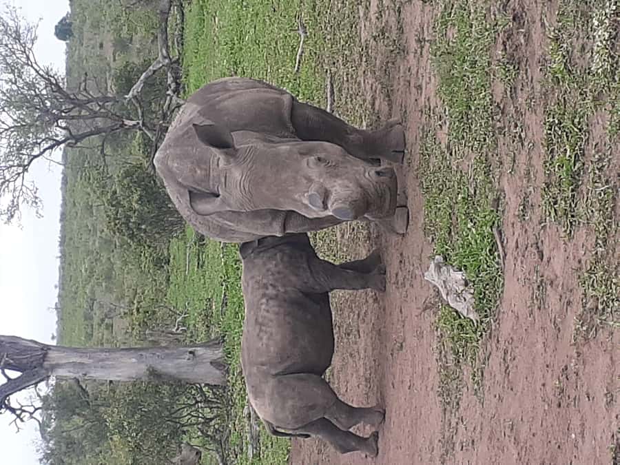 From Malelane: Kruger National Park Full-Day Safari - Searching for the Big Five in Kruger