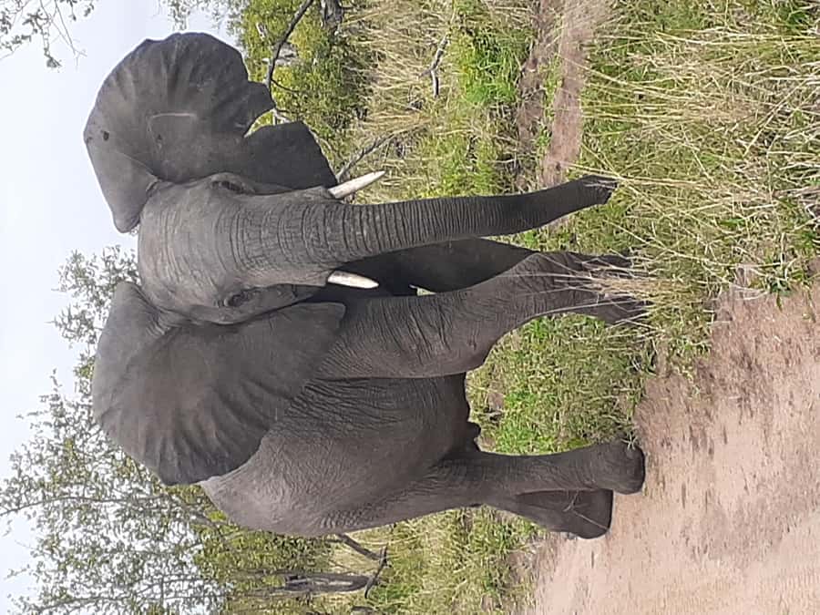From Malelane: Kruger National Park Full-Day Safari - Riding in the open-sided 4x4