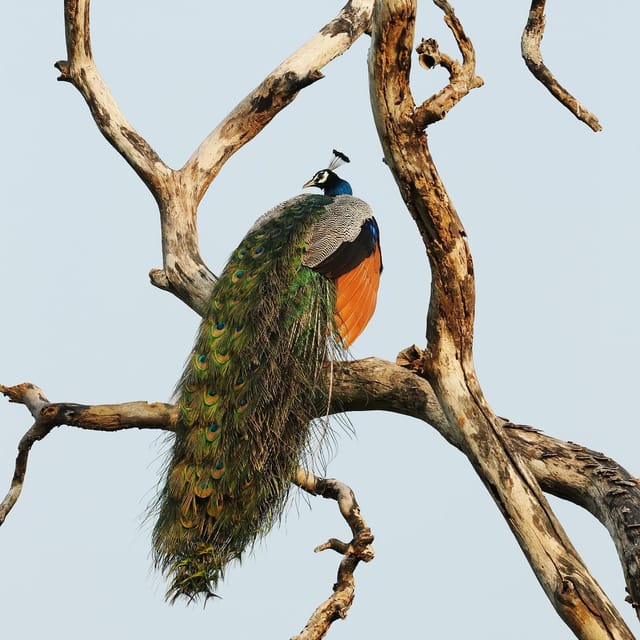 From Mirissa/Galle/Hikkaduwa: Udawalawa National Park Safari - Who should book this Udawalawe safari?