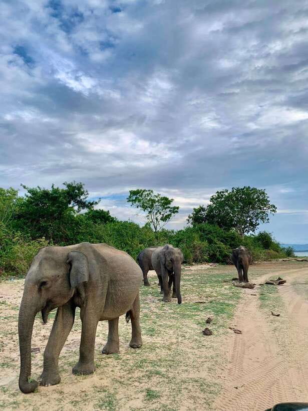 From Mirissa/Galle/Hikkaduwa: Udawalawa National Park Safari - Why Udawalawe works so well for elephant watching