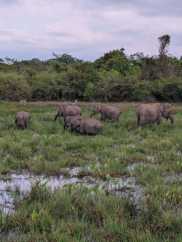 From Mirissa/Galle/Hikkaduwa: Udawalawa National Park Safari - What you may see beyond elephants