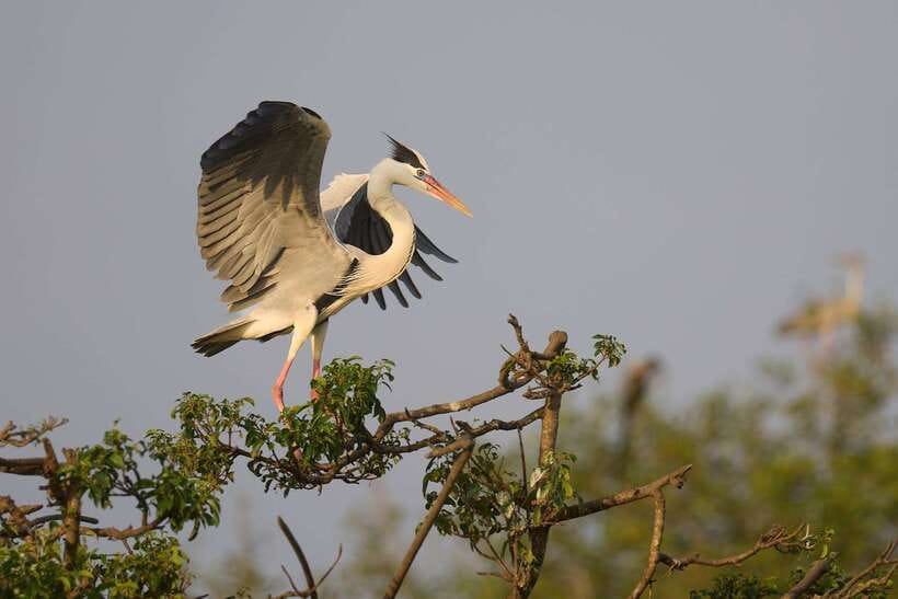 From Mirissa/Galle/Hikkaduwa: Udawalawa National Park Safari - Timing, comfort, and what to bring