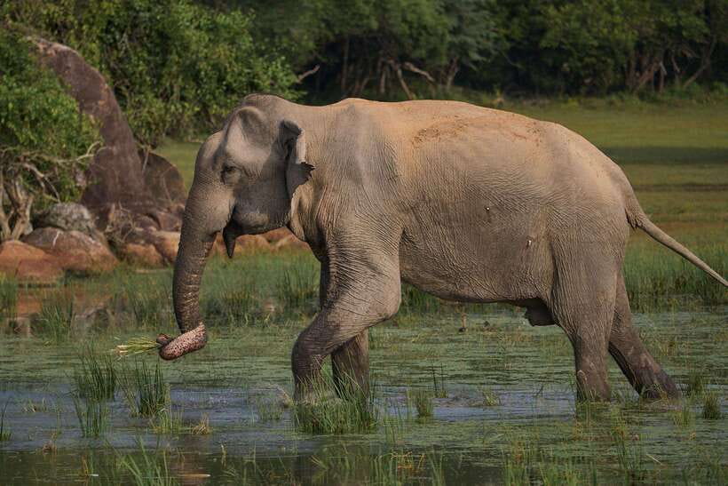 From Mirissa/Galle/Hikkaduwa: Udawalawa National Park Safari - Service strengths and small cautions