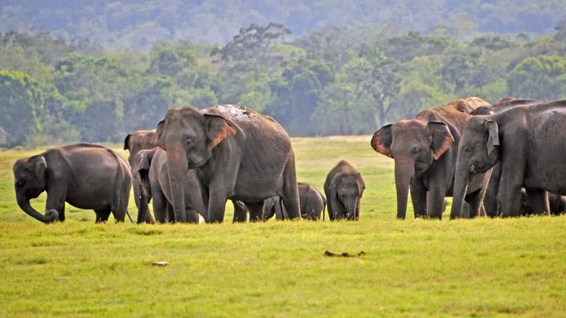 From Mirissa / Galle / Tangalle to Yala Safari & Drop- Ella - Why this Yala trip works well with a Sri Lanka route