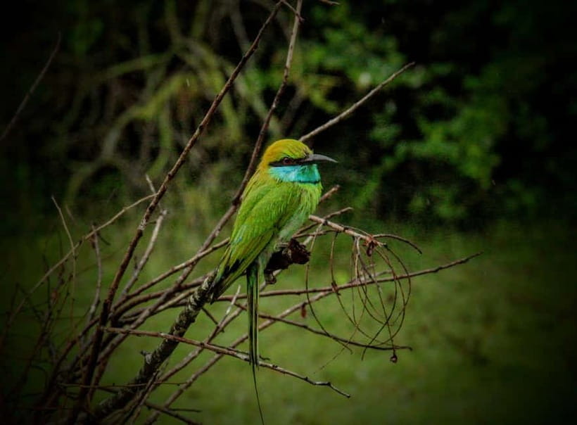 From Mirissa / Galle / Tangalle to Yala Safari & Drop- Ella - What you might see inside Yala