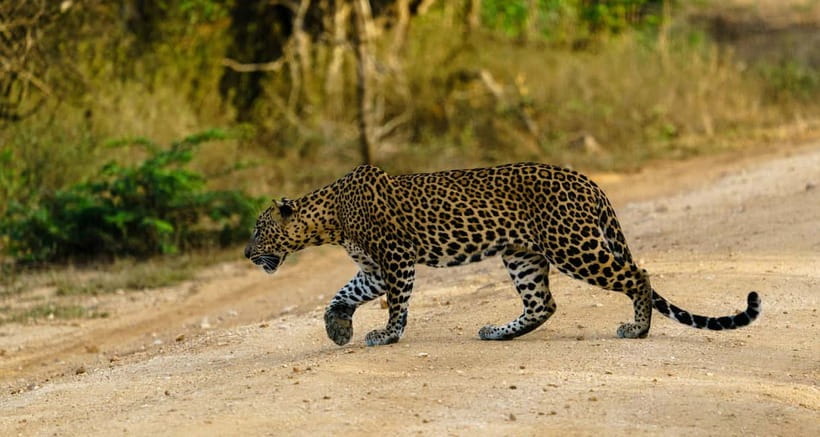 From Mirissa / Galle / Tangalle to Yala Safari & Drop- Ella - Crowds, traffic, and the feel of Yala