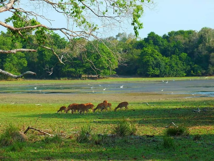 From Mirissa / Galle / Tangalle to Yala Safari & Drop- Ella - Breakfast, food, and what to pack