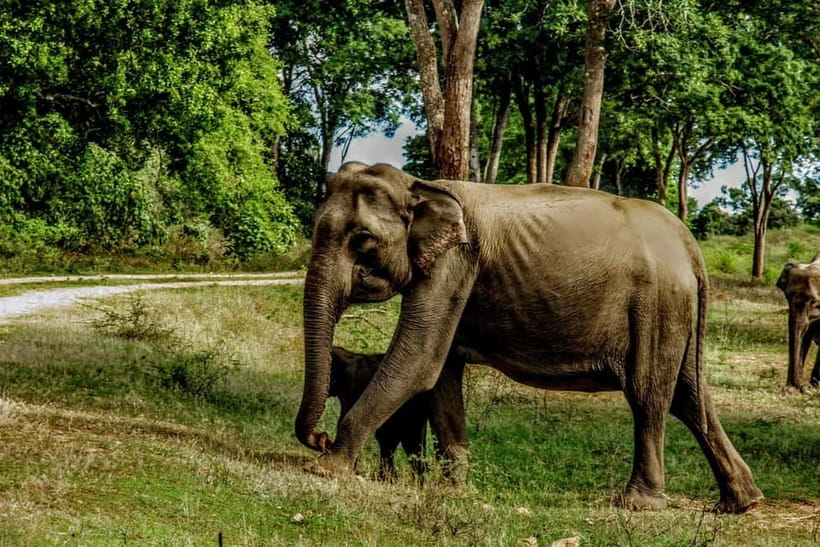 From Mirissa / Galle / Tangalle to Yala Safari & Drop- Ella - The ride from Yala to Ella