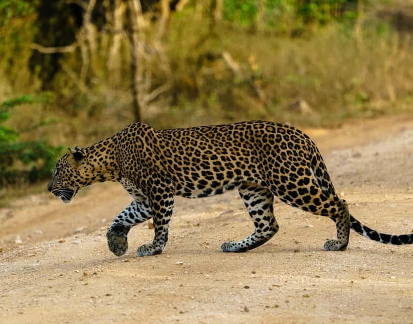 From Mirissa / Galle / Tangalle to Yala Safari & Drop- Ella - The pre-dawn pickup and road transfer