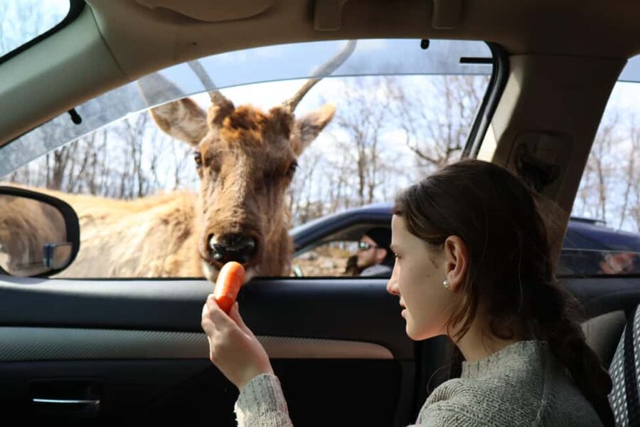 From Montreal: Omega Park Wildlife Safari Calling Sounds - Why the sound devices change the wildlife visit