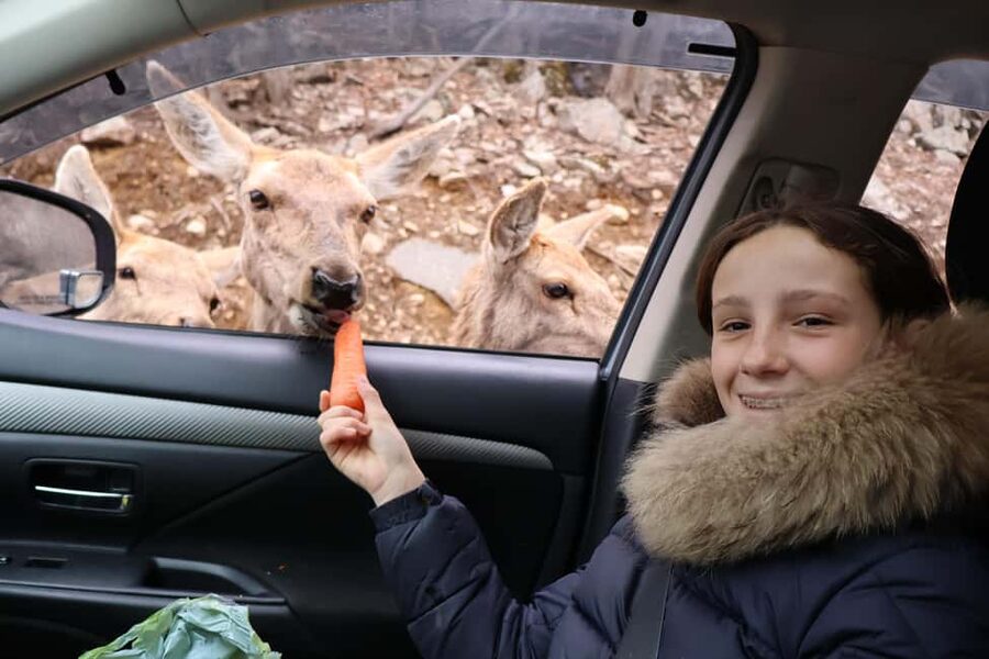From Montreal: Omega Park Wildlife Safari Calling Sounds - Who will enjoy this Omega Park safari
