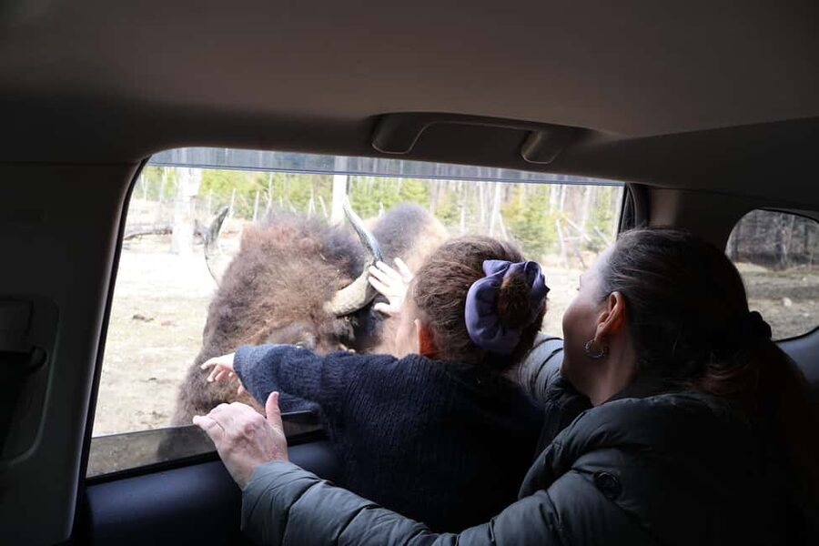 From Montreal: Omega Park Wildlife Safari Calling Sounds - Watching deer, elk, bison, and wolves responsibly