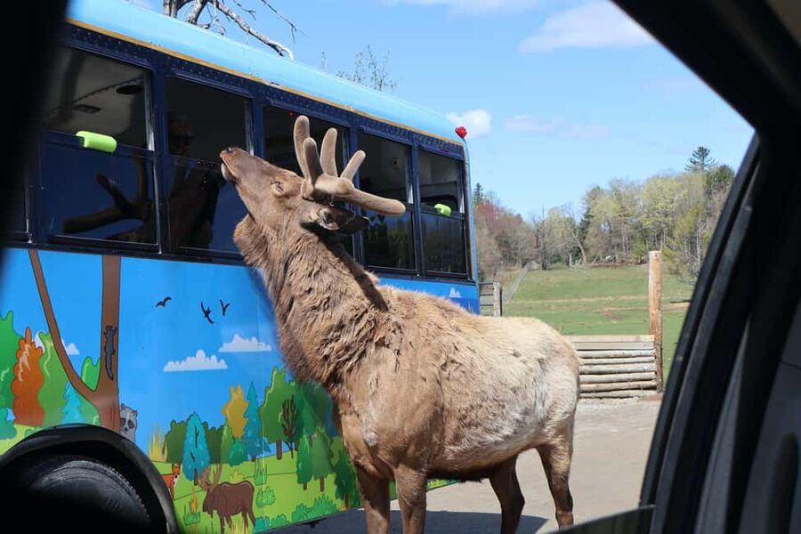 From Montreal: Omega Park Wildlife Safari Calling Sounds - The 45-minute pause for photos and free time