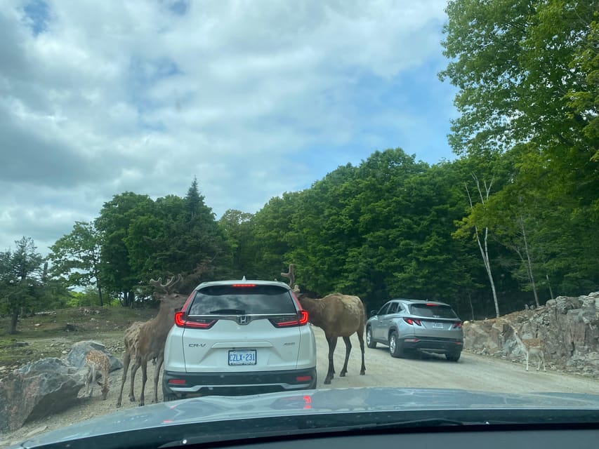 From Montreal: Omega Park Wildlife Safari Calling Sounds - A second look at the animals