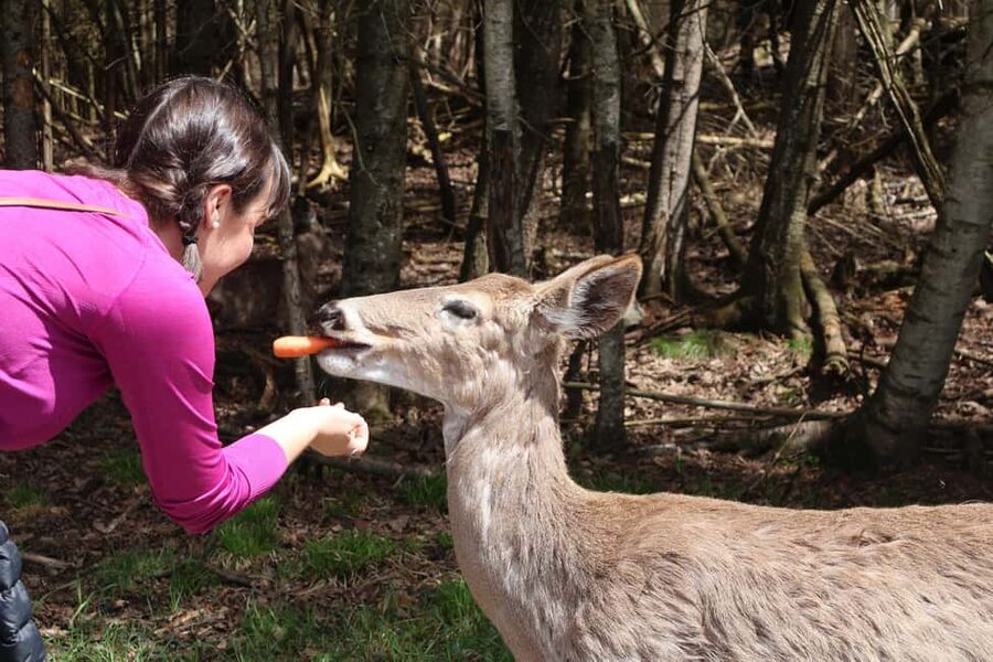 From Montreal: Omega Park Wildlife Safari Calling Sounds - The final 90 minutes through Omega Park