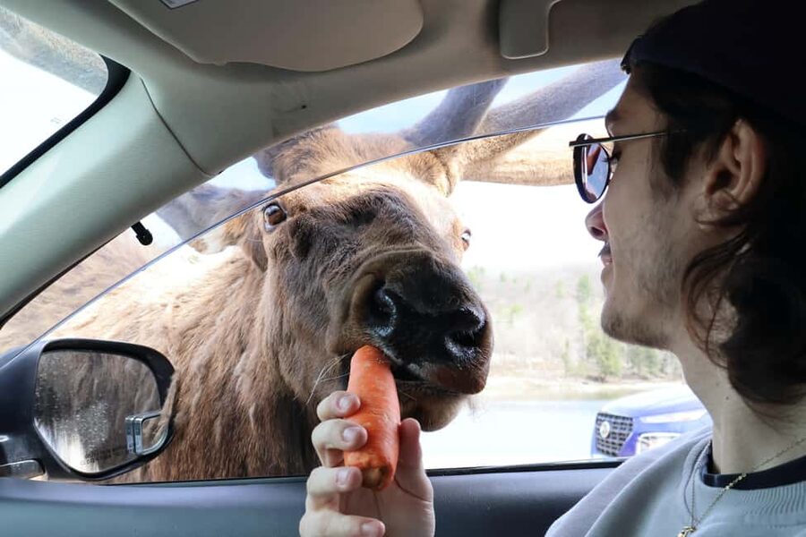 From Montreal: Omega Park Wildlife Safari Calling Sounds - Choosing the right guide and group style