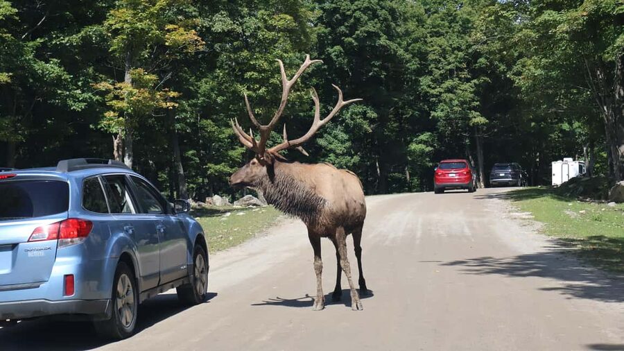 From Montreal: Omega Park Wildlife Safari Calling Sounds - Entering Omega Park near Montebello