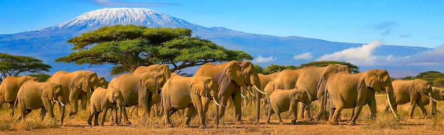 From Nairobi: 2-Day Amboseli National Park Safari - Why Amboseli works so well for a short safari