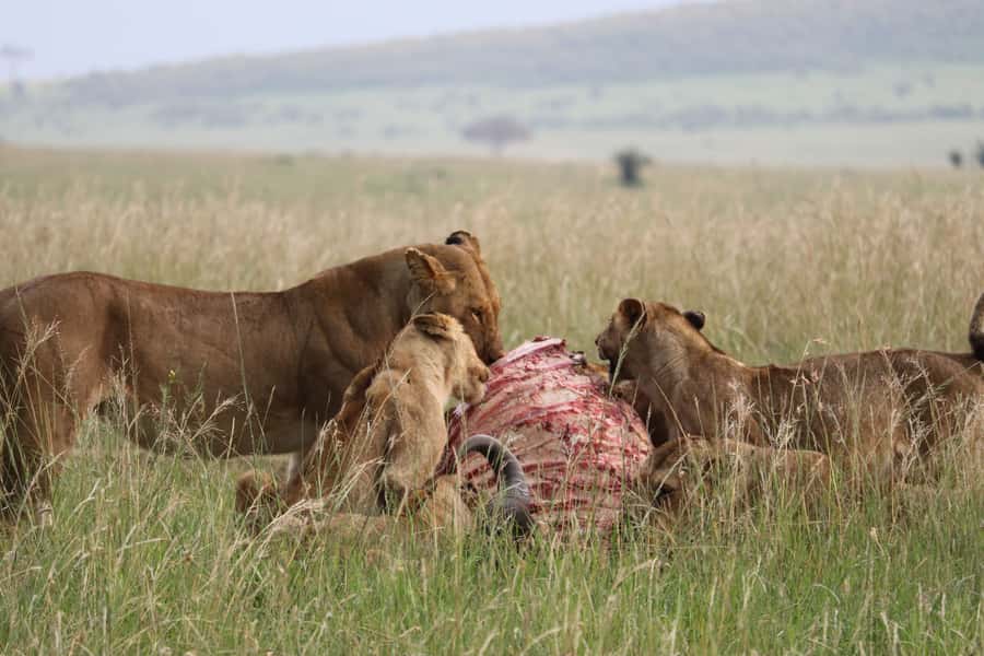 From Nairobi: 3 Days, 2 Nights Maasai Mara Group Safari - Choosing the right guide and vehicle expectations