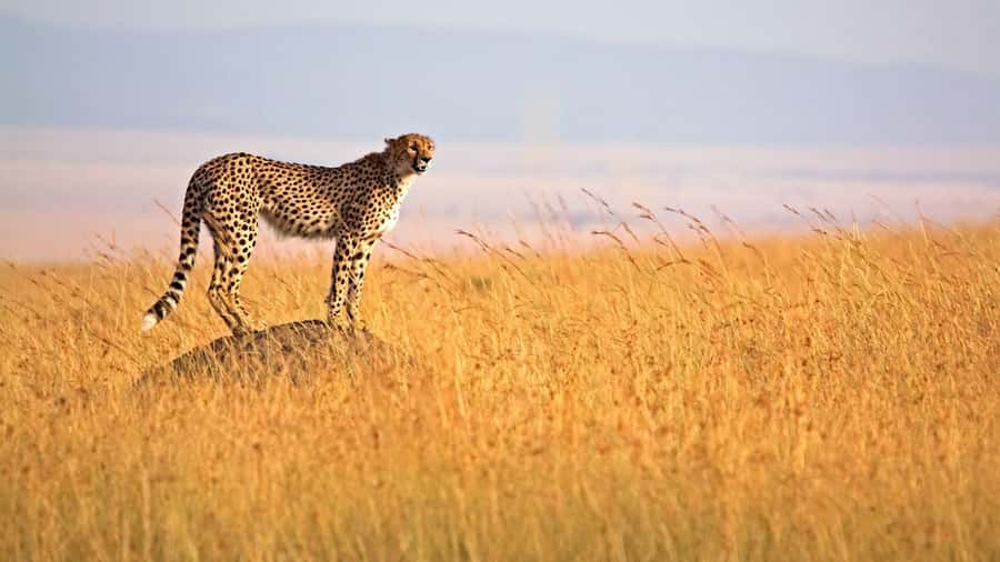 From Nairobi: 3 Days 2 Nights Masai Mara Group Safari - Why three days works for Maasai Mara