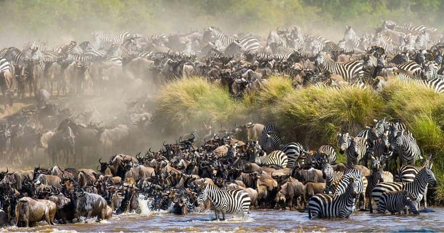 From Nairobi: 3 Days 2 Nights Masai Mara Group Safari - Who should choose this safari?