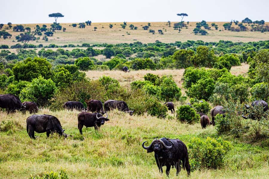 From Nairobi: 3 Days 2 Nights Masai Mara Group Safari - A private tent at Rhino Tourist Camp