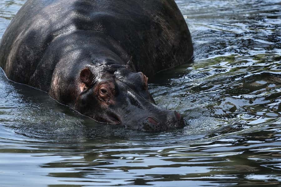 From Nairobi: 3 Days 2 Nights Masai Mara Group Safari - The full second day, from 7 a.m. to 4 p.m.