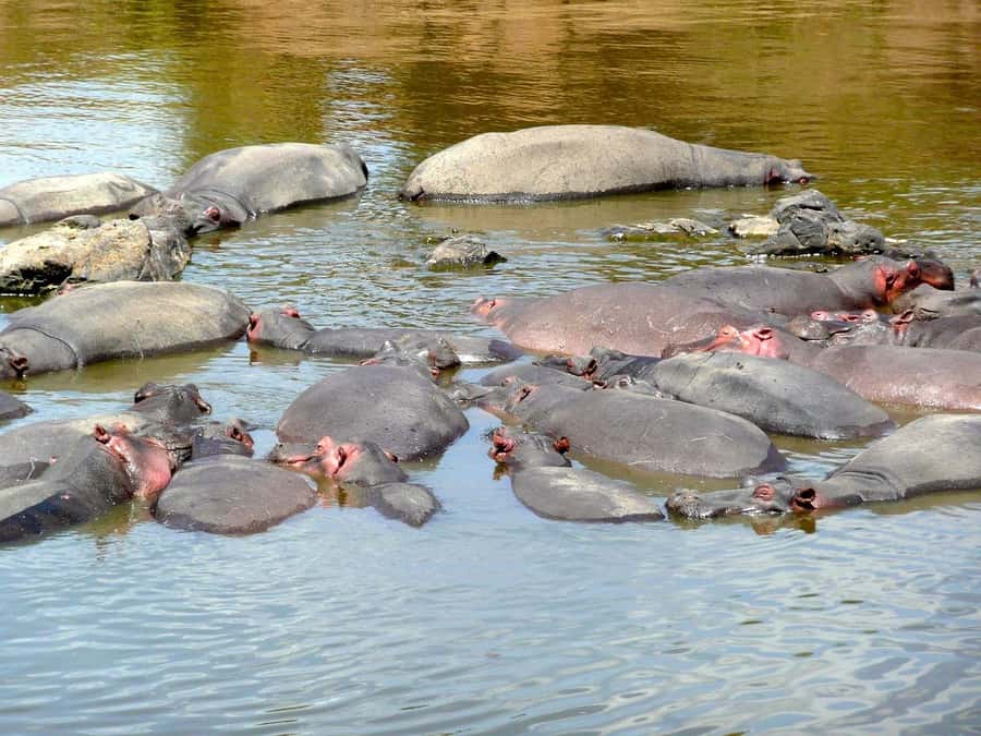 From Nairobi: 3 Days 2 Nights Masai Mara Group Safari - Returning to Nairobi on day three
