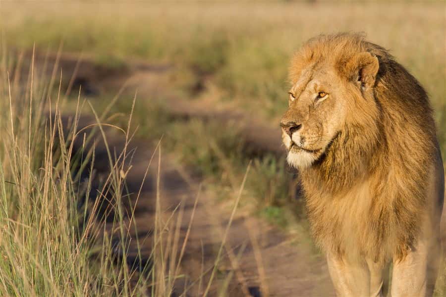 From Nairobi: 3 Days 2 Nights Masai Mara Group Safari - The first sunset drive in Maasai Mara