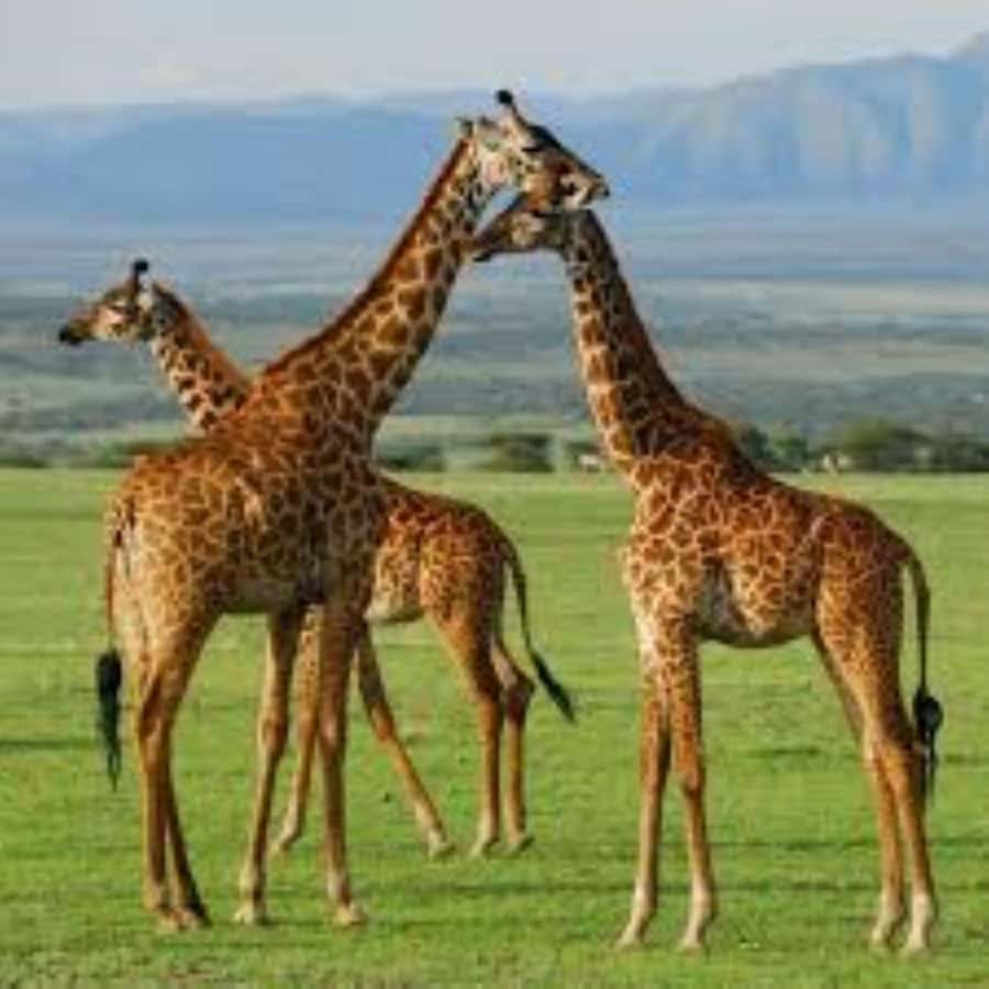 From Nairobi: 3 - Days Maasai Mara Group Safari by 4WD - Key points to know before booking