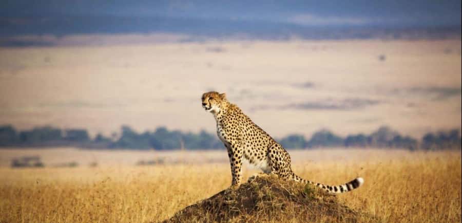 From Nairobi: 3 - Days Maasai Mara Group Safari by 4WD - Nairobi to Maasai Mara via the Great Rift Valley