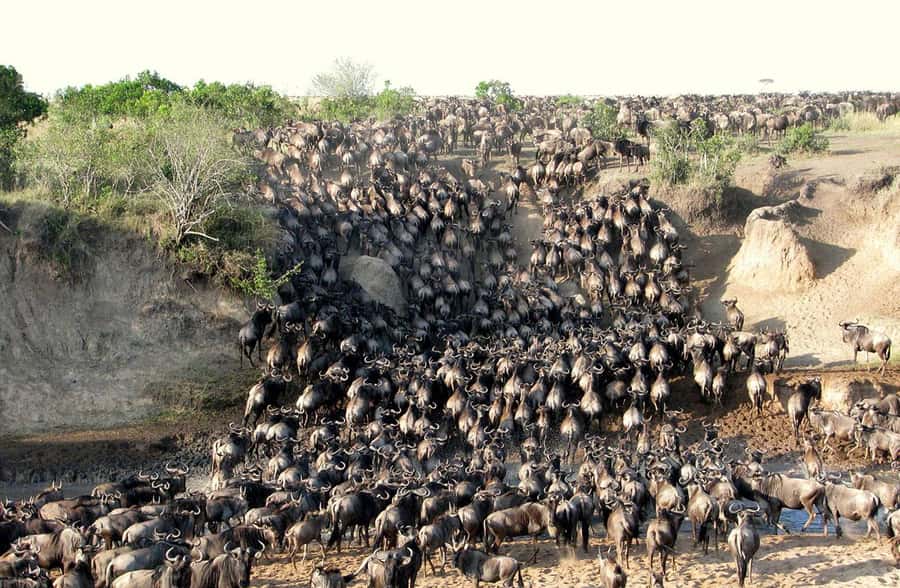 From Nairobi: 3 - Days Maasai Mara Group Safari by 4WD - Lunch and the first evening game drive