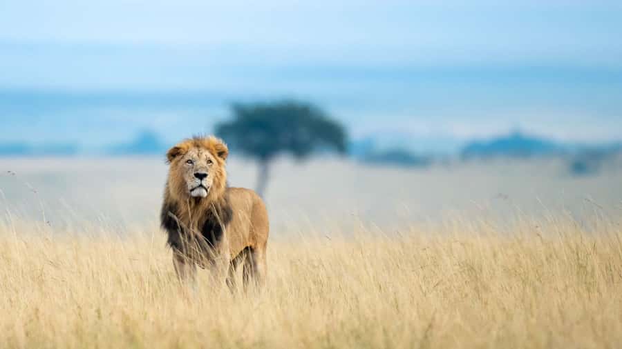 From Nairobi: 4-Day Maasai Mara and Lake Nakuru Group Safari - Key points to know