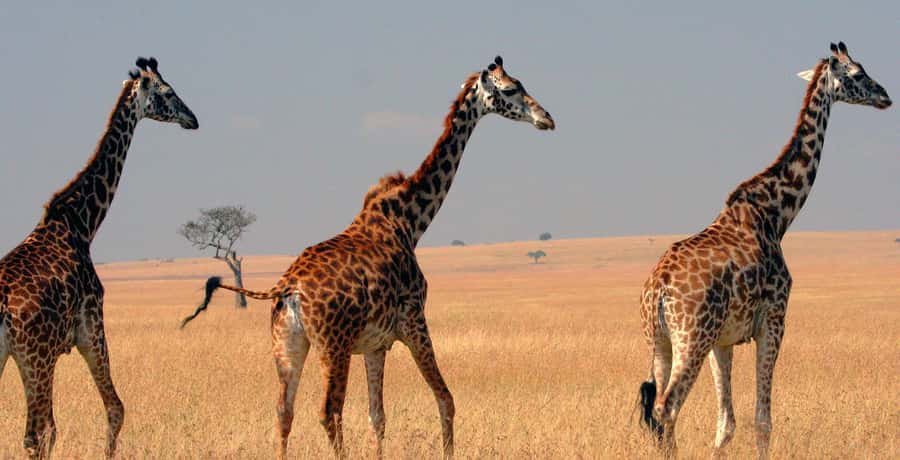 From Nairobi: 4-Day Maasai Mara and Lake Nakuru Group Safari - The real cost of a four-day Kenya safari