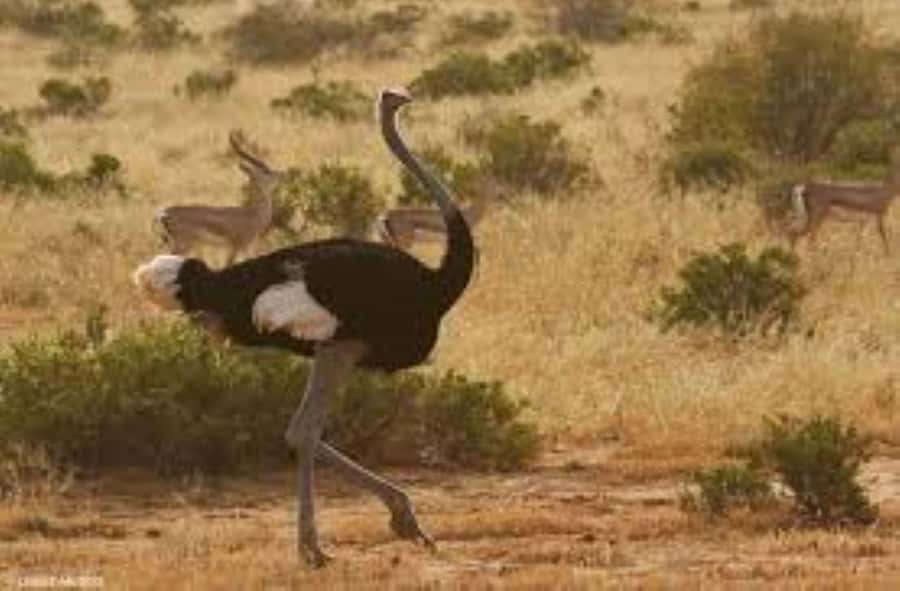 From Nairobi: 4-Day Maasai Mara and Lake Nakuru Group Safari - Day three: a long transfer to Nakuru