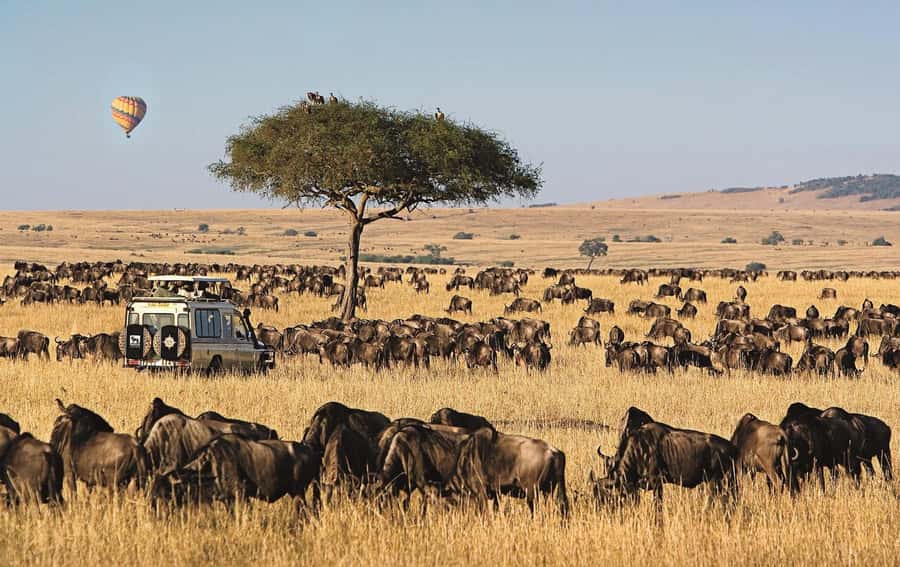 From Nairobi: 4-Day Maasai Mara and Lake Nakuru Group Safari - Who should book this safari?