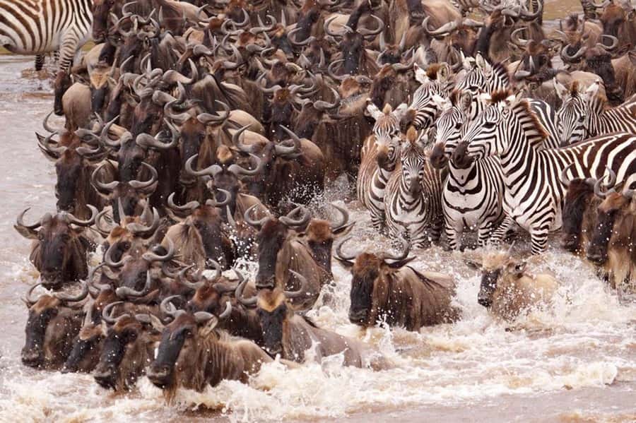 From Nairobi: 7 Days Masai Mara, Nakuru, and Amboseli Safari - Key points before you book